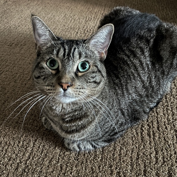 Welcome to my closet! - Picture 6 of 7